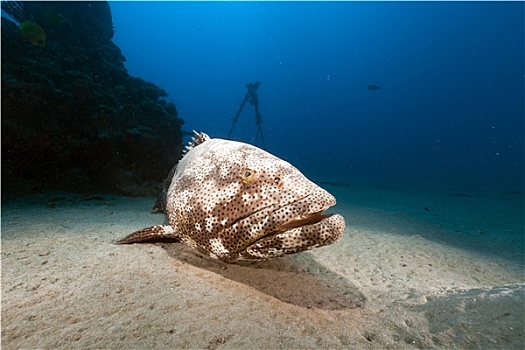 石斑鱼,红海