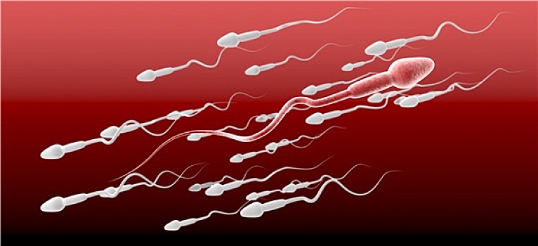 精子,细胞,女性
