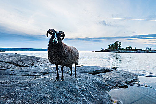 公羊,岩石海岸