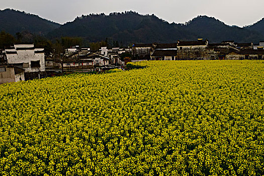 花海溢古村