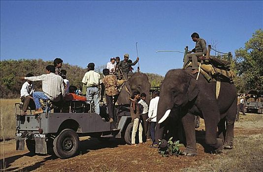 变化,吉普车,训练,大象,旅游,亚洲象,象属,驱象者,班德哈维夫国家公园,中央邦,印度,亚洲,探险,假日