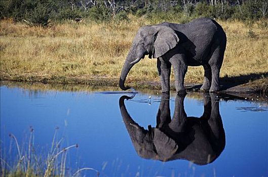 博茨瓦纳,奥卡万戈三角洲,莫雷米禁猎区,公象,非洲象,喝,水