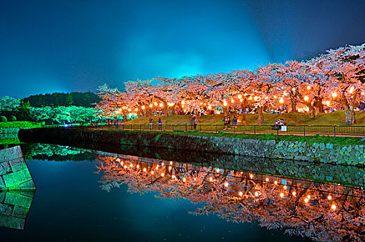 樱桃树,公园,夜晚
