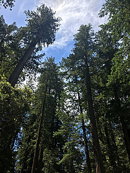 加州红树林公园
