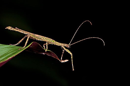 竹节虫,国家公园,亚马逊河,厄瓜多尔