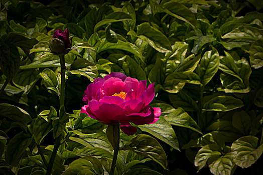 美丽芍药,芍药花