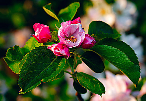 苹果花