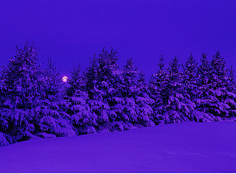 满月,靠近,公园,艾伯塔省,加拿大