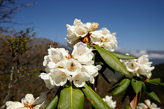 杜鹃花