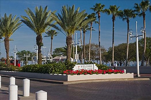 棕榈树,道路,彼得斯堡,佛罗里达,美国