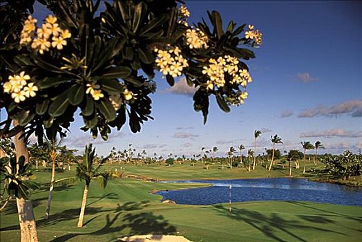 夏威夷,瓦胡岛,高尔夫球杆,鸡蛋花,树,前景,棕榈树,背景