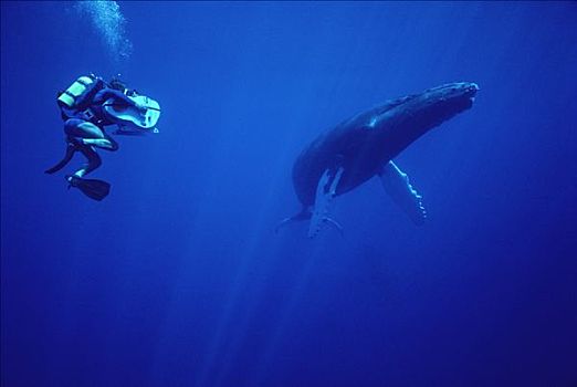 潜水,拍摄,驼背鲸,大翅鲸属,鲸鱼,毛伊岛