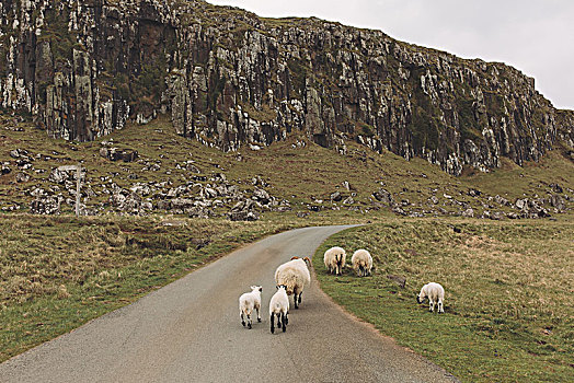 绵羊,途中,斯凯岛,苏格兰,英国