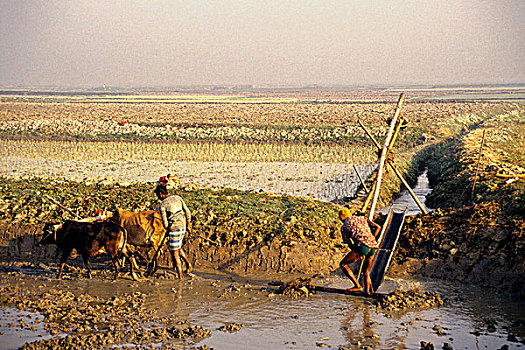 小,小块土地,陆地,耕作,母牛,安静,乡村,孟加拉