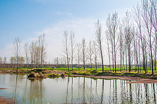 生态湿地的树木和水域