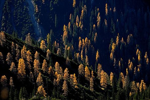 山林,冷杉,秋天,落叶松属植物,提洛尔,奥地利
