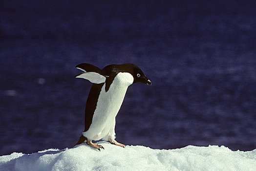 南极半岛,区域,禽,岛屿,阿德利企鹅,走