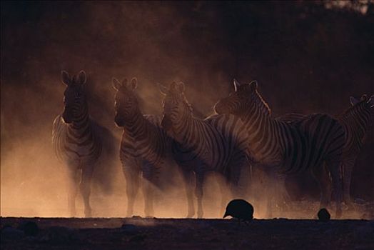 群,站立,灰尘,风暴,埃托沙国家公园,纳米比亚