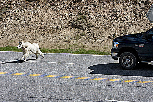 石山羊,雪羊,跑,冰原大道,碧玉国家公园,艾伯塔省,加拿大
