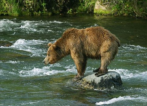 大灰熊,棕熊,亚成体,看,三文鱼,布鲁克斯河,卡特麦国家公园,阿拉斯加