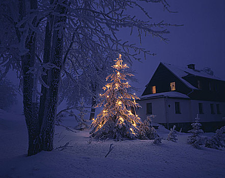 德国,住宅,花园,圣诞树,光亮,晚间,冬天,萨克森,房子,建筑,积雪,雪,寒冷,季节,圣诞装饰,圣诞灯光
