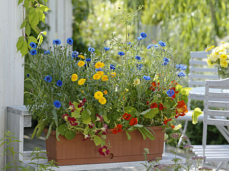 播种,种植器皿,矢车菊,金盏花