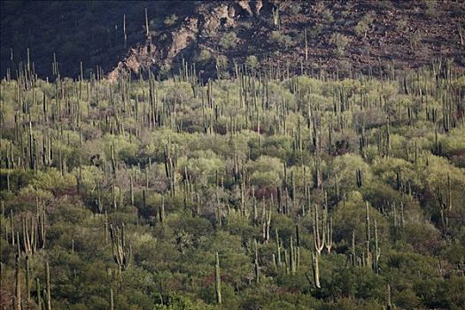 武伦柱,仙人掌,风景,埃尔比斯开诺生物圈保护区,墨西哥