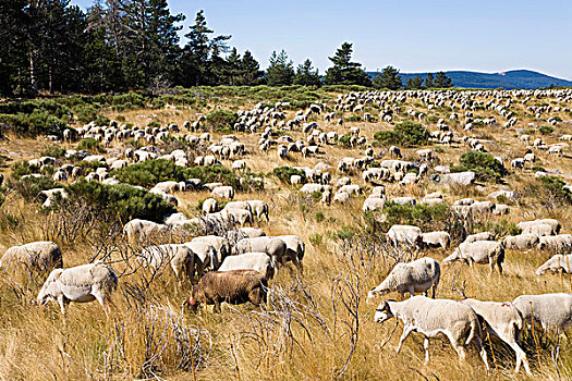 牧群,绵羊,塞文山脉,国家公园,法国,欧洲