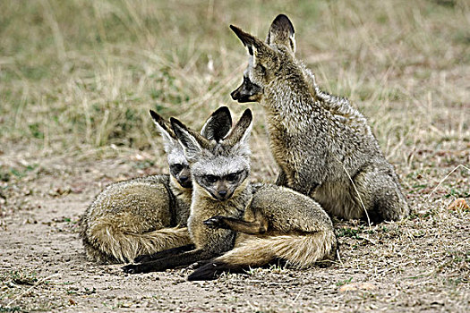 两个,年轻,大耳狐,成年,马赛马拉,肯尼亚