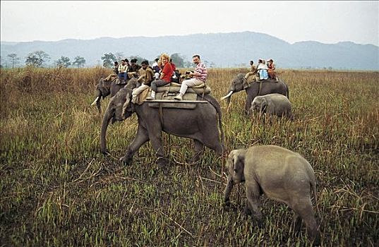 旅游,训练,大象,看,亚洲象,象属,草地,卡齐兰加国家公园,阿萨姆邦,印度,亚洲