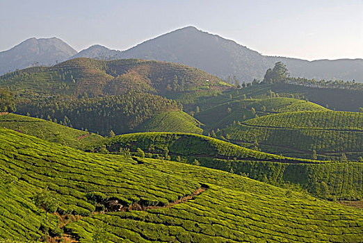茶园,西高止山,喀拉拉,印度,亚洲