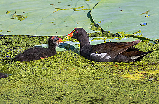 黑水鸡,进食,幼禽,布拉索斯湾州立公园,德克萨斯,美国,北美