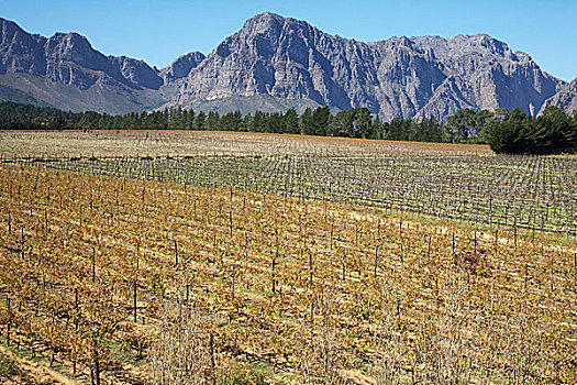 风景,葡萄种植,葡萄酒厂,南非