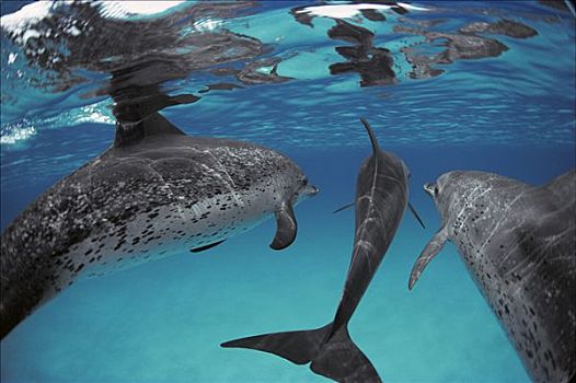 大西洋点斑原海豚,花斑原海豚,成年,幼小,巴哈马