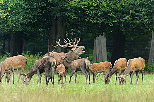 赤鹿,鹿属,鹿,雄性,叫,雌性