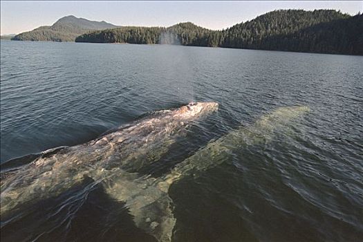 灰鲸,平面,呼吸,格里夸湾,温哥华岛,不列颠哥伦比亚省,加拿大