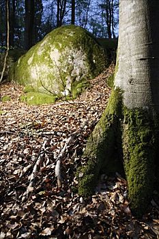 石头,树林,瑞典