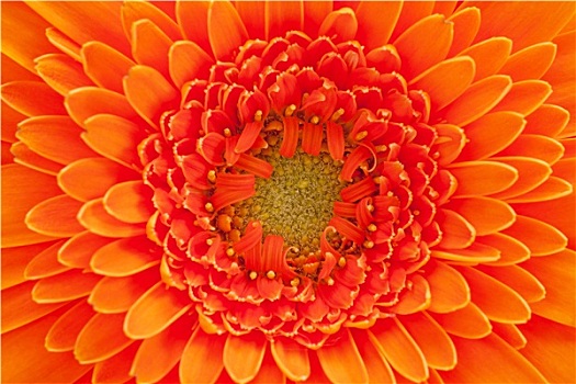 一朵花,橙色,微距