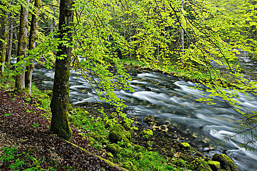 春天,叶子,河,侏罗山,瑞士