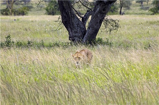 雌狮,旅游,塞伦盖蒂国家公园,坦桑尼亚