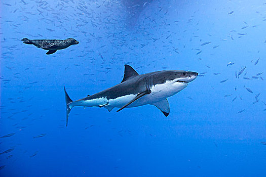 大白鲨,沙鲨属,幼小,加州海狮,瓜达卢佩,墨西哥