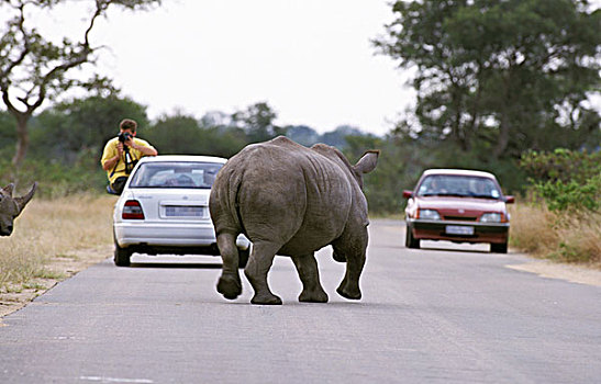 白犀牛,成年,走,靠近,旅游,坐,汽车,克留格尔公园,南非