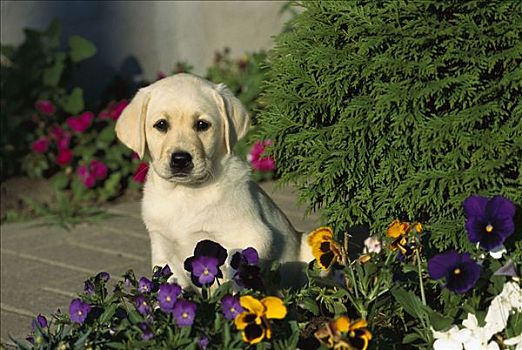 黄色拉布拉多犬,狗,肖像,小狗,坐,三色堇