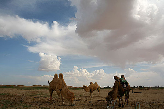 中国内蒙包头响沙湾沙漠中的骆驼队