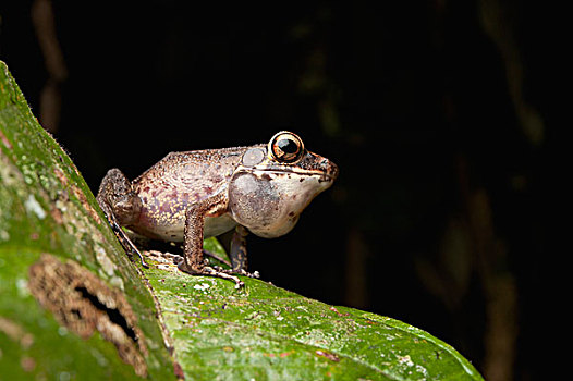 青蛙,国家公园,沙捞越,婆罗洲,马来西亚