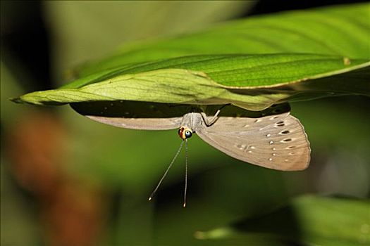 蝴蝶,叶子,哥斯达黎加
