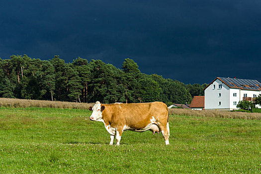 母牛,草场,雷雨天气