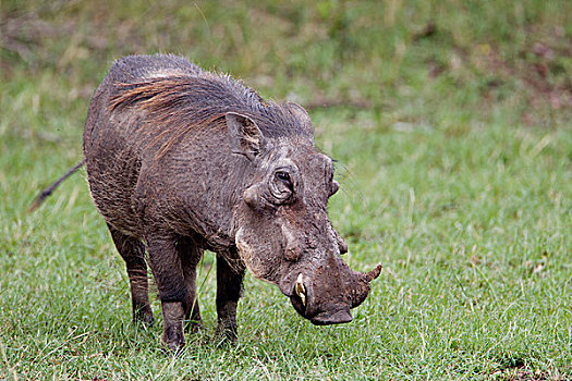 疣猪,马赛马拉,肯尼亚
