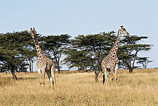 肯尼亚,马赛马拉国家保护区,一对,幼兽,长颈鹿,马赛长颈鹿,大幅,尺寸