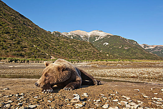 美国,阿拉斯加,卡特麦国家公园,大灰熊,棕熊,休息,潮汐,下方,海岸山脉,排列,湾